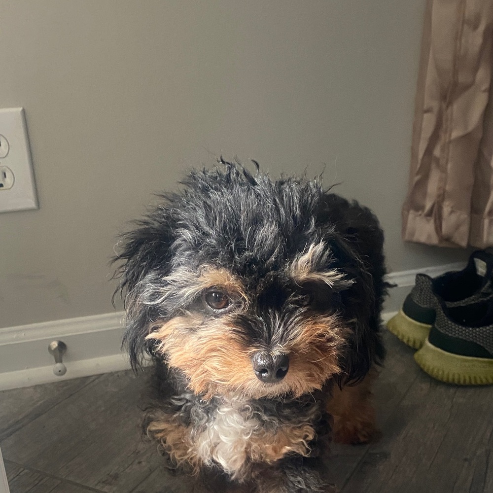 Adorable Black and Tan Puppy